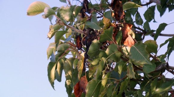 bakterialniy-opik-min