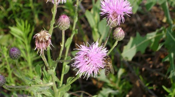 cirsium-arvense1-min