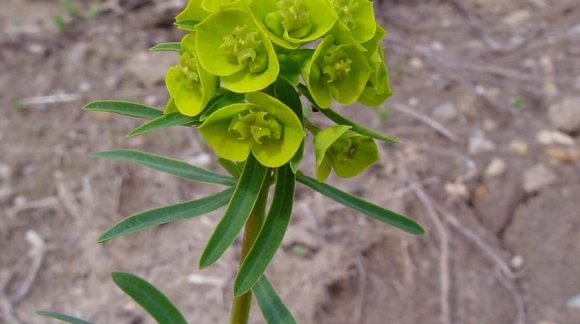 euphorbia-virgata-1-min