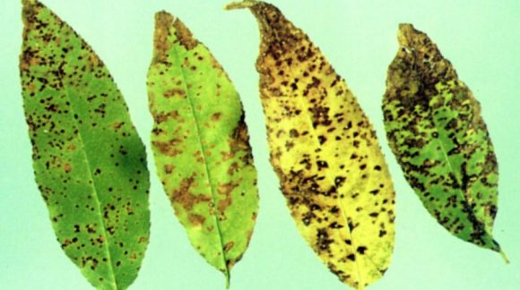 kokkomikoz-vishni-min