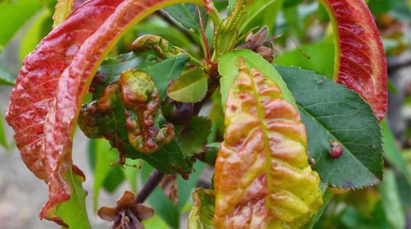 kucheryvost-persika-min