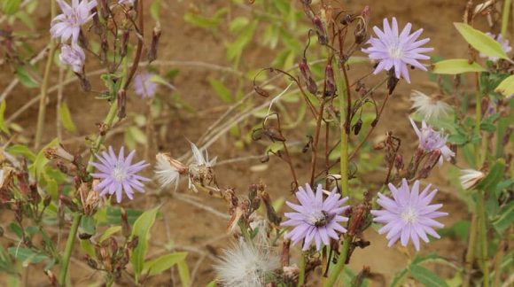 lactuca-tatarica-min