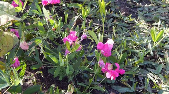 lathyrus-min