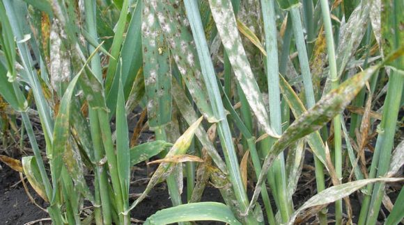 muchnistaya-rosa-zernovie-min