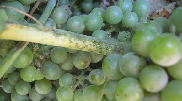 oidium-vinograd-min