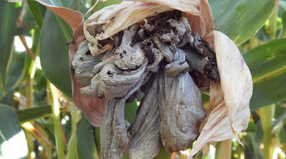 puhirchasta-sagka-min