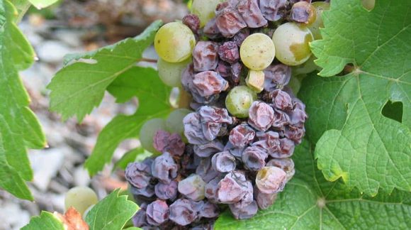 seraya-gnil-vinograd-min