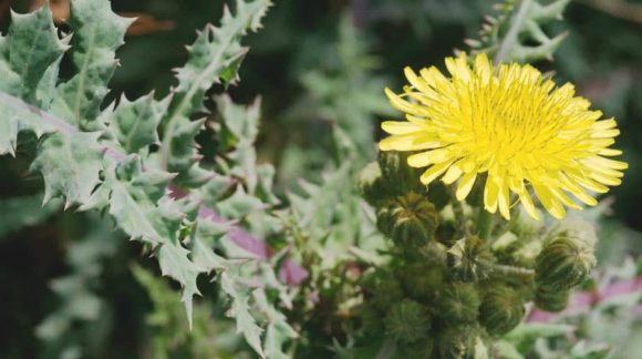 sonchus-arvensis-yellow-min