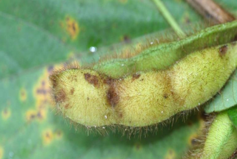 Антракноз_сои