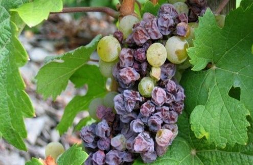 Серая_гниль_винограда