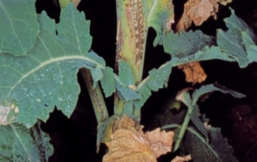 Цилиндроспориоз_рапса