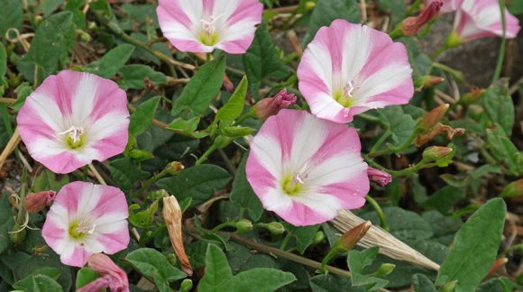 Convolvulus-arvensis