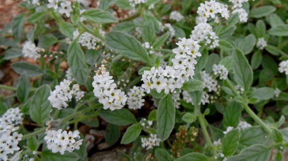 Heliotropium-europaeum