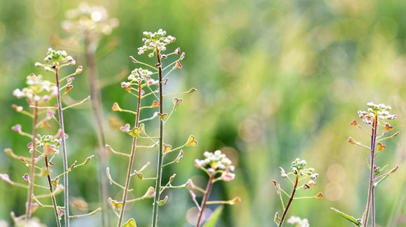 capsell-bursa-pastoris