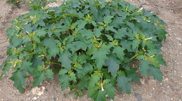 datura-stramonium1